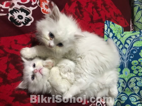 Traditional Persian Cats (1 pair)